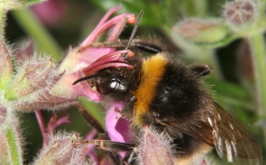 Echter Gamander (Teucrium chamaedrys) mit Hummel 